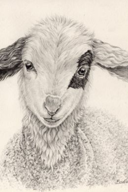 Овца простой рисунок