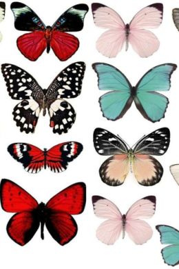 Бабочки трафареты цветные