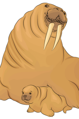 Детский рисунок морж