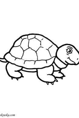 Легкий рисунок черепахи
