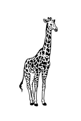 Легкие рисунки жирафа