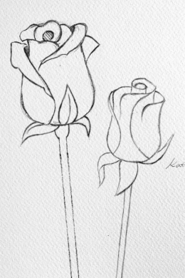 Роза карандашом рисунок для начинающих