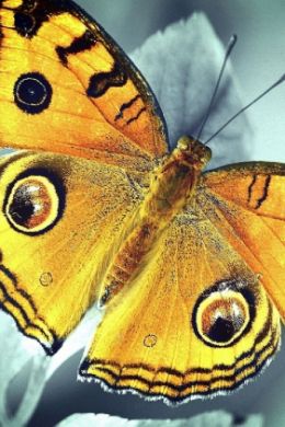 Узор на крыльях бабочки
