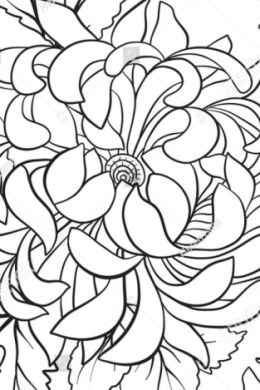 Раскраска хризантема