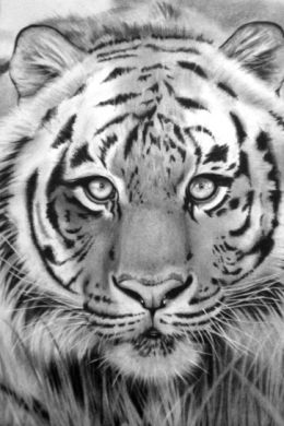 Новогодний тигр рисунок карандашом