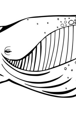 Китовая акула раскраска