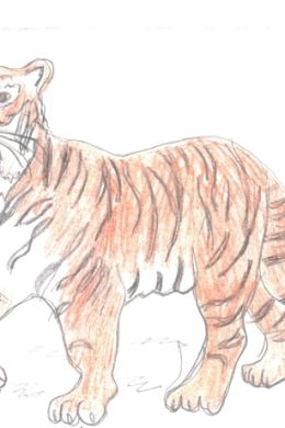 Тигр для срисовки