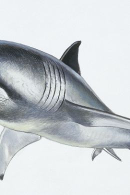 Акула рисунок карандашом