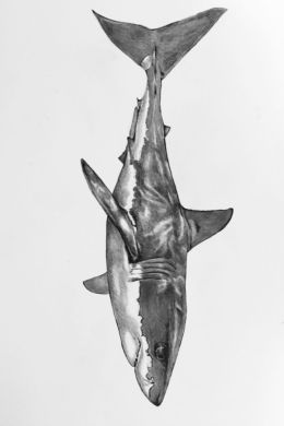 Челюсть акулы эскиз