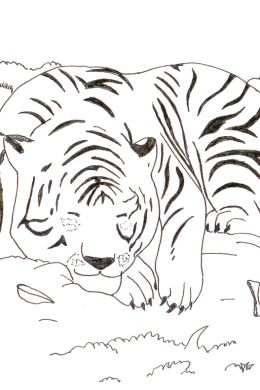 Легкие рисунки тигра для срисовки