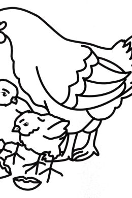 Раскраска курочка с цыплятами