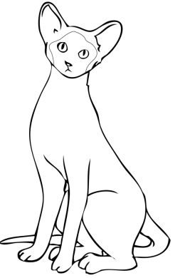 Раскраска сиамская кошка