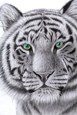 Тигр для срисовки легко