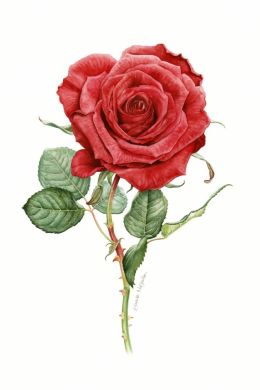 Детский рисунок розы
