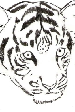 Легкий рисунок тигра для срисовки
