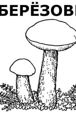Съедобные грибы раскраска