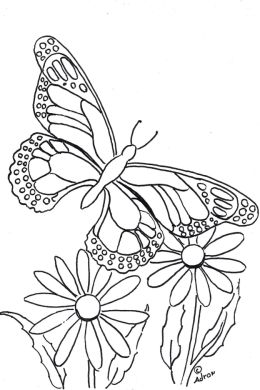 Раскраска бабочка на цветке