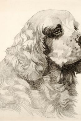Рисунок щенок карандашом