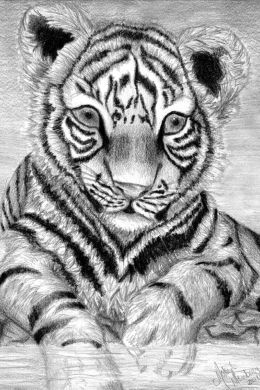 Рисунок тигренка карандашом