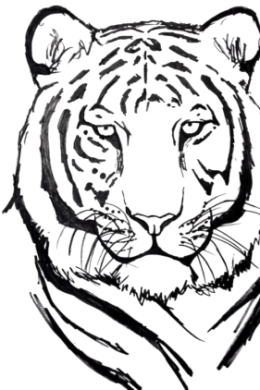 Тигр карандашом поэтапно