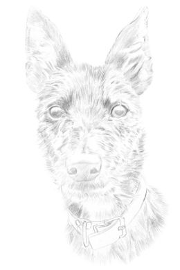 Детский рисунок собаки карандашом