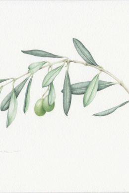 Эскиз оливковая ветвь