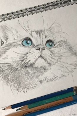 Нарисованные коты карандашом