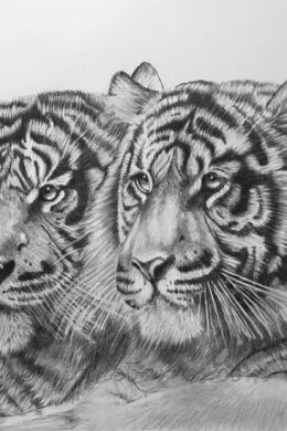 Тигр простым карандашом