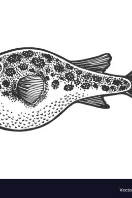 Рыба фугу раскраска