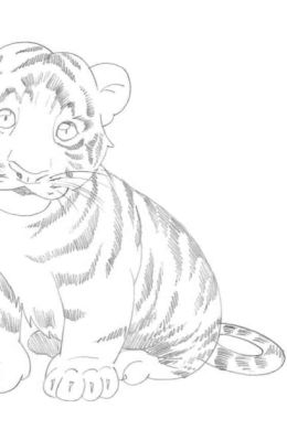 Рисунок тигра карандашом поэтапно