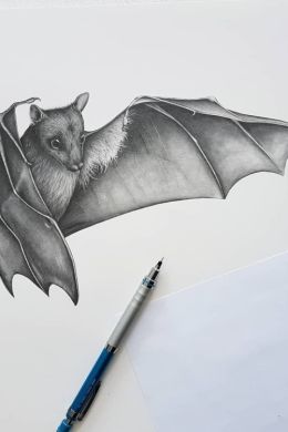 Летучая мышь карандашом