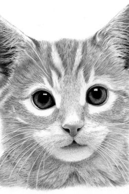 Котик нарисованный карандашом
