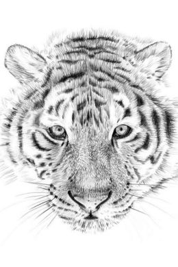 Голова тигра рисунок карандашом