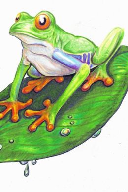 Рисунок жабы карандашом