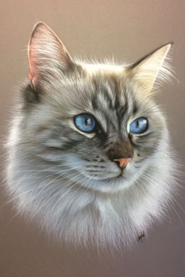Портрет кошки рисунок