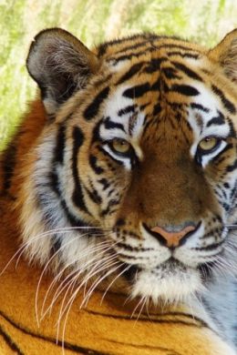 Тигр портрет