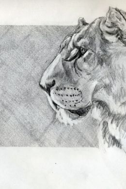 Рисунки для срисовки лев