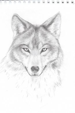 Волк нарисованный карандашом