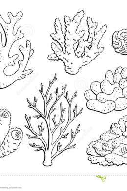 Кораллы рисунок карандашом