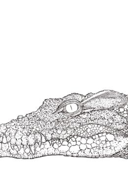 Рисунок крокодила карандашом
