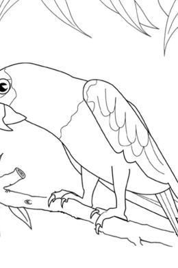 Волнистый попугай рисунок карандашом
