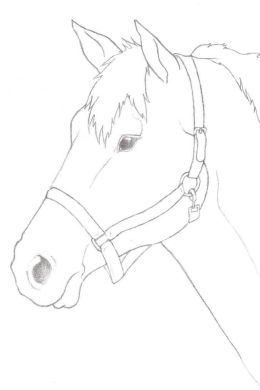 Рисунки лошади легкие для срисовки