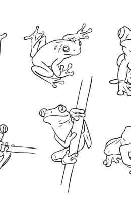 Рисунки жабки для срисовки