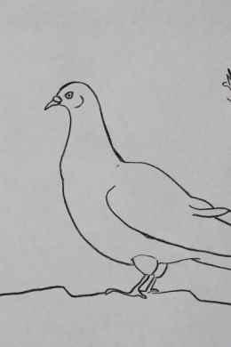 Рисунок голубя для срисовки карандашом