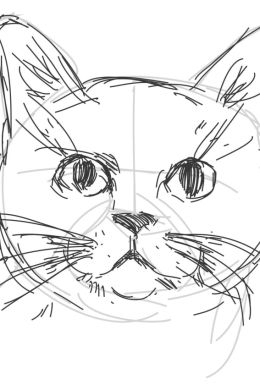 Кот карандашом рисунок для срисовки простой