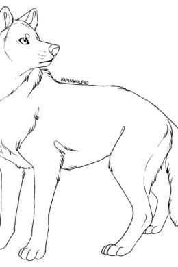 Красный волк рисунок для срисовки