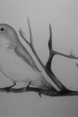 Рисунок карандашом для срисовки легкие птицы