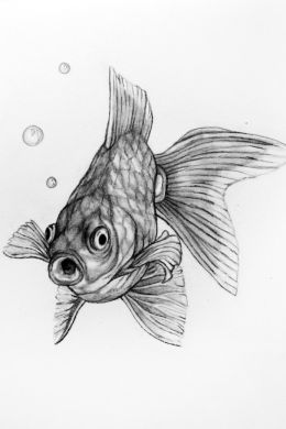 Рисунок золотая рыбка карандашом для срисовки