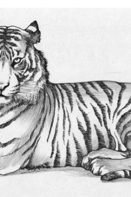 Амурский тигр рисунок карандашом для срисовки