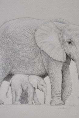 Слоненок рисунок карандашом